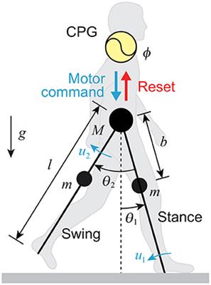 Contribution of Phase Resetting to Statistical Persistence in Stride Intervals: A Modeling Study